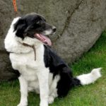 Mischling Kaya, 04/2022, ca. 60 cm