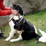 Mischling Kaya, 04/2022, ca. 60 cm