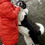 Mischling Kaya, 04/2022, ca. 60 cm