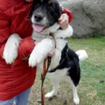 Mischling Kaya, 04/2022, ca. 60 cm