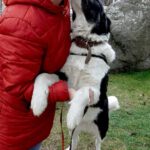 Mischling Kaya, 04/2022, ca. 60 cm