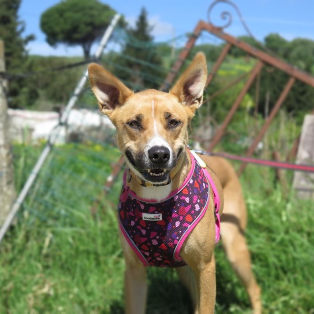 Mischling Kayla,11/2023, ca. 65 cm