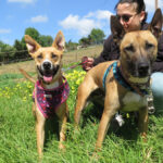 Mischling Kayla,11/2023, ca. 65 cm