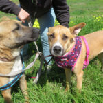 Mischling Kayla,11/2023, ca. 65 cm