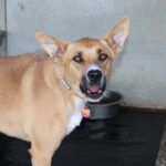 Mischling Kayla,11/2023, ca. 65 cm