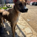 Mischling Kayla,11/2023, ca. 65 cm