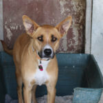 Mischling Kayla,11/2023, ca. 65 cm