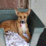 Mischling Kayla,11/2023, ca. 65 cm