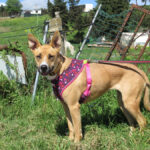 Mischling Kayla,11/2023, ca. 65 cm