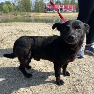 Mischling Kleszczyk, 04/2020, ca. 33 cm