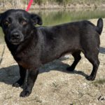 Mischling Kleszczyk, 04/2020, ca. 33 cm