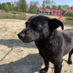 Mischling Kleszczyk, 04/2020, ca. 33 cm