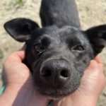 Mischling Kleszczyk, 04/2020, ca. 33 cm