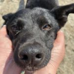 Mischling Kleszczyk, 04/2020, ca. 33 cm