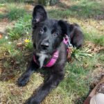 Schäferhund-Mischling Kora, 12/2025, Endgröße ca. 50- 55 cm, 13509 Berlin