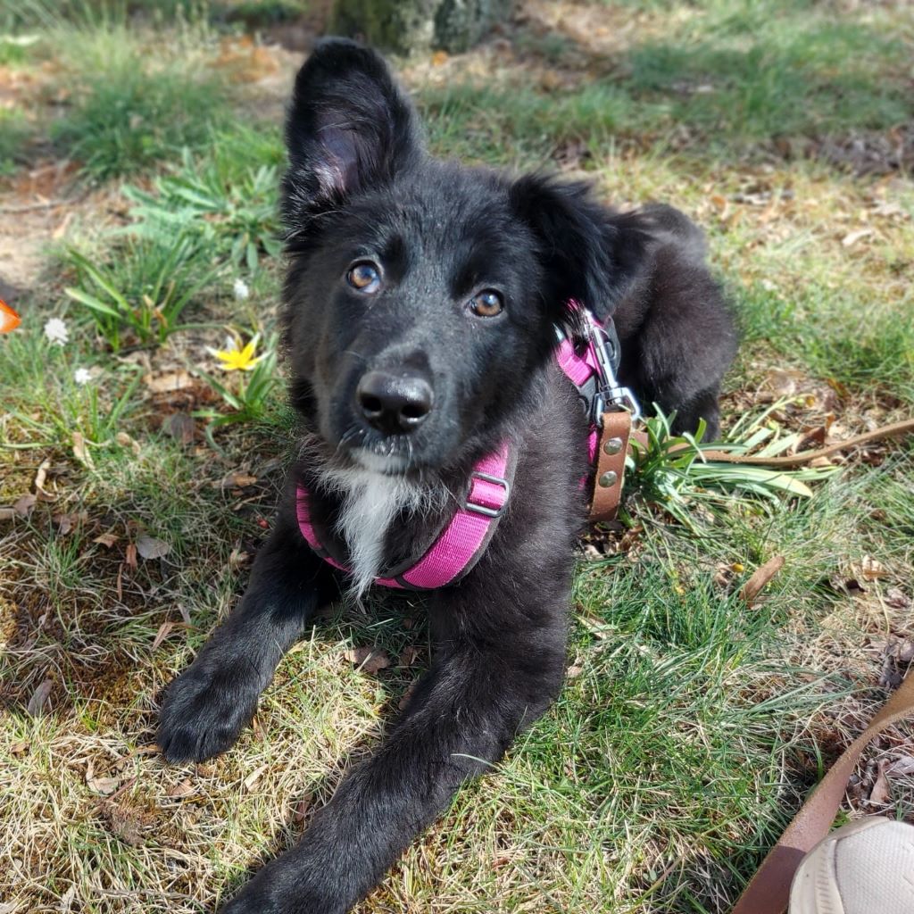 Schäferhund-Mischling Kora, 12/2025, Endgröße ca. 50- 55 cm, 13509 Berlin