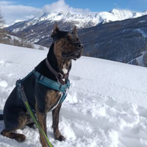 Mischling Krümel,07/2023, ca. 60 cm, 19273 Sumte