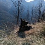 Mischling Krümel,07/2023, ca. 60 cm, 19273 Sumte