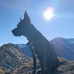 Mischling Krümel,07/2023, ca. 60 cm, 19273 Sumte