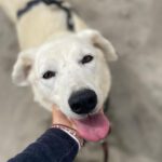 Mischling Laika, 05/2018, ca. 55 cm