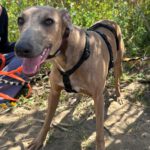 Whippet Leopold, 07/2025, Endgröße ca. 50 cm