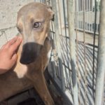 Whippet Leopold, 07/2025, Endgröße ca. 50 cm