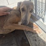 Whippet Leopold, 07/2025, Endgröße ca. 50 cm