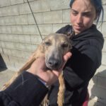 Whippet Leopold, 07/2025, Endgröße ca. 50 cm