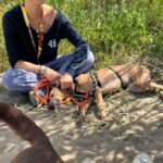 Whippet Leopold, 07/2025, Endgröße ca. 50 cm