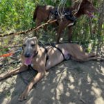 Whippet Leopold, 07/2025, Endgröße ca. 50 cm