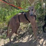 Whippet Leopold, 07/2025, Endgröße ca. 50 cm