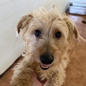 Mischling Liam, 10/2024, ca. 33 cm