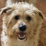 Mischling Liam, 10/2024, ca. 33 cm