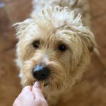 Mischling Liam, 10/2024, ca. 33 cm