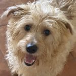 Mischling Liam, 10/2024, ca. 33 cm