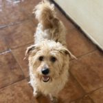 Mischling Liam, 10/2024, ca. 33 cm