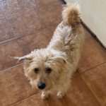 Mischling Liam, 10/2024, ca. 33 cm