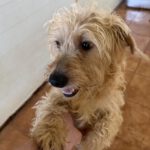 Mischling Liam, 10/2024, ca. 33 cm