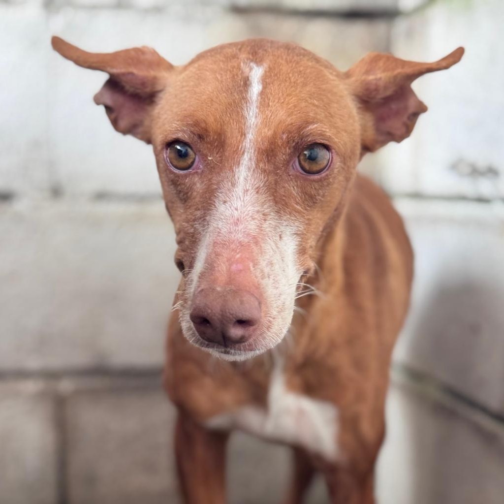 Podenco Linda, 02/2019, ca. 40 cm