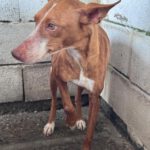 Podenco Linda, 02/2019, ca. 40 cm