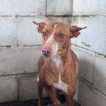 Podenco Linda, 02/2019, ca. 40 cm
