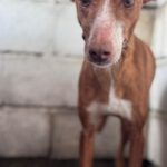 Podenco Linda, 02/2019, ca. 40 cm