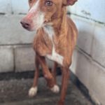 Podenco Linda, 02/2019, ca. 40 cm