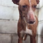 Podenco Linda, 02/2019, ca. 40 cm