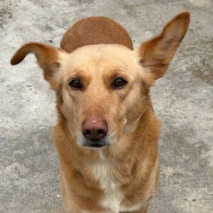 Labrador Mischling Lion, 02/2020, ca. 50 cm