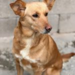 Labrador Mischling Lion, 02/2020, ca. 50 cm