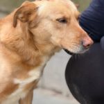 Labrador Mischling Lion, 02/2020, ca. 50 cm