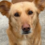 Labrador Mischling Lion, 02/2020, ca. 50 cm