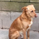 Labrador Mischling Lion, 02/2020, ca. 50 cm