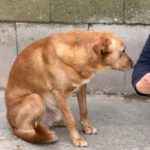 Labrador Mischling Lion, 02/2020, ca. 50 cm